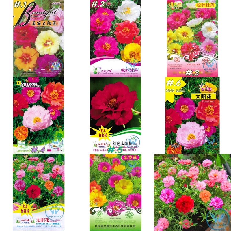 เมล็ดพันธุ์ แพรเซี่ยงไฮ้ ซ้อน คุณนายตื่นสาย Mose Rose 100เมล็ด - 2000 เมล็ด