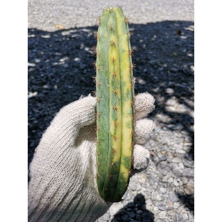 4-​ พาคานอยด่าง Trichocereus pachanoi variegated​ Echinopsis พาชานอย พาคานอย พาชานอยด่าง Cactus แคคตัส กระบองเพชร ตอด่าง