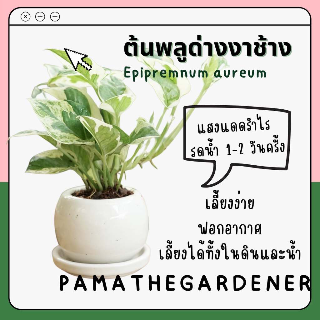 ต้นพลูด่างงาช้าง ใส่กระถางเซรามิคปากเเคบสีขาว 3 นิ้ว