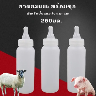 ขวดนมขนา 250ml พร้อมจุก ขวดนมแพะ ขวดนมวัว จุกนมวัว สำหรับป้อนนมวัว แพะ แกะ