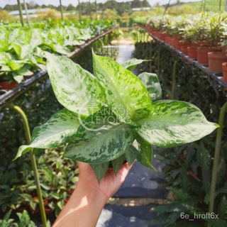 TKL - Dieffenbachia Silver สหรัฐอเมริกาเอเวอร์กรีน头饰/上衣/香菜/手链/鲜花/芹菜/帽子/花园/男装/种子/ EVRE