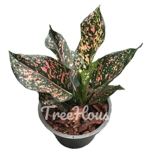 รับเงิน-รับทอง กระถาง 8 นิ้ว (Aglaonema sp. ‘Rapngoenrapthong’) (2 ต้นใน 1 กระถาง)