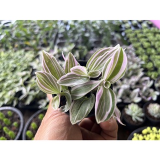 Tradescantia Sweetness ก้ามปูหลุดด่างชมพู(ใบเล็ก) ไม้อวบน้ำ กระถาง 2.5 นิ้ว