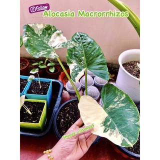 บอนกระดาดด่าง Alocasia macrorrhizos variegated บอนด่าง สภาพสวย รากเดินดี