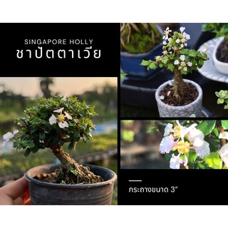 ชาปัตตาเวีย [Singapore holly]🌸 บอนไซจิ๋ว กระถาง 3"