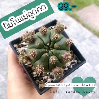 🍀🌵ยิมโนแม่ลูกดก Gymnocalycium damsii (ดอกสีขาว) แตกหน่อเก่งมาก ขยายพันธุ์ง่าย ♥️♥️