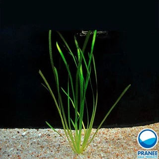 เทปเล็ก Vallisneria ต้นไม้น้ำพร้อมปลูก ต้นไม้ตกเเต่งตุ้ปลา