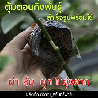 ตุ้มตอน กิ่งพันธุ์สำเร็จรูป ผสมน้ำยาเร่งราก มูลไส้เดือน รากงอกเร็ว (จำนวน 10 ตุ้ม) สะดวกในการใช้งาน