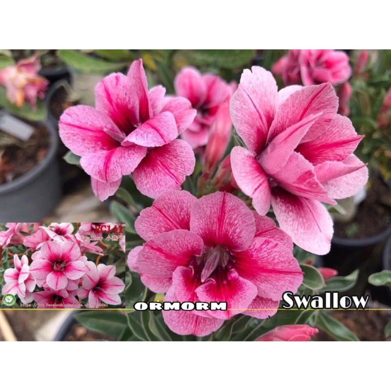 ชวนชมดอกซ้อน-ซาฟาโร Swallow (กระถาง 6 นิ้ว) สวอลโล่ ชมพูไต้หวัน แล้วแต่จะเรียกชื่อ ข้อถี่โตช้า บานทีใจละลายทุกครั้ง