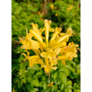 พวงแสดต้นดอกเหลือง Cape honeysuckle (กทม)