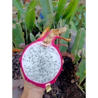🌿กิ่งแก้วมังกรขาวแดงติดรากในถุงชำ🌿ผลไม้ชื่อมงคล🌿Dragon fruit+คู่มือแนะนำการปลูก