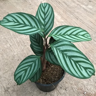 0003 คล้าทีแนนเท ซีโตซา  คอมแพคสตาร์🌿 Calathea setosa compact star