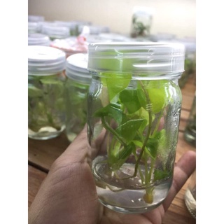 ☘️ฟิโลเดนดรอนใบมะละกอสีทอง☘️philodendron selloum sp☘️