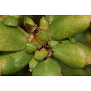 300 เมล็ด ผักเบี้ยใหญ่ Portulaca oleracea ผักอีหลู ผักตาโค้ง ผักเบี้ยดอกเหลือง ผักเบี้ยใหญ่ แดงสวรรค์ สมุนไพรไทย