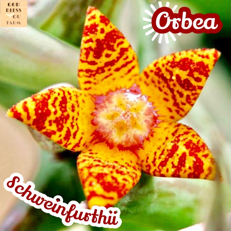 [เก๋งจีนดอกดาวส้ม] Orbea Schweinfurthii ส่งพร้อมกระถาง แคคตัส Cactus Succulent ไม้อวบน้ำ พืชอวบน้ำ หนาม โขด