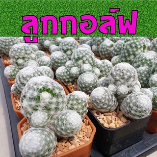 แมมลูกกอล์ฟ ฟอร์มกอ ในกระถา3นิ้ว ล้นๆ (cacuts mammillaria humboldtii) กระบองเพชร แคคตัส cactus