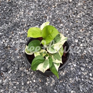 พลูงาช้าง กระถาง 6 นิ้ว / Epipremnum aureum (Linden &amp; André) G. S. Bunting pot 6