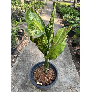 เศรษฐีวิลสันด่าง เศรษฐีเรือนทอง dumb cane, mother-in-laws tongue and leopard lily