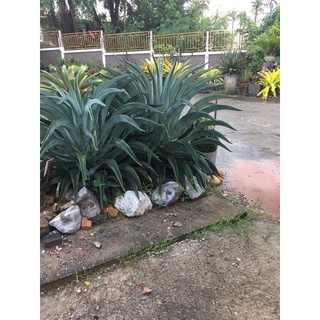 หน่อ-Agave# ต้นอากาเว่# อากาเว่ปากนกแก้ว# ต้นไม้ทนแล้ง# ต้นไม้จัดสวน# ปลูกเป็นไม้ประธาน# ขายหน่อต้นอากาเว่ ราคาถูก