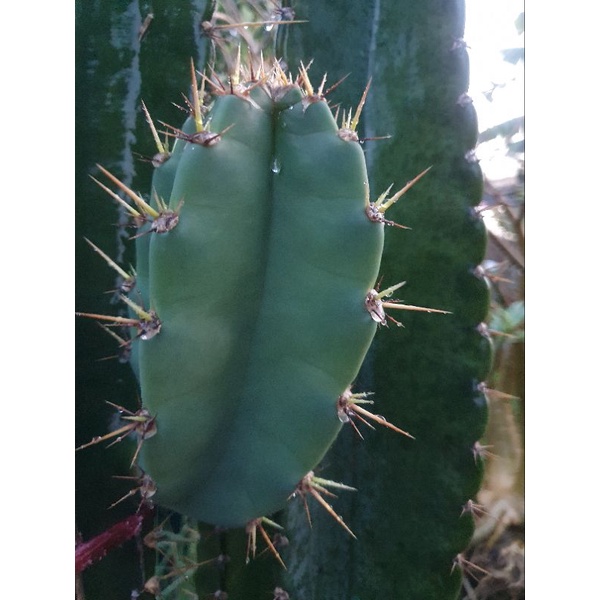 🌵ตอ Cereus jamacaruตัดสด💚ซีรีอุส จาคามารู