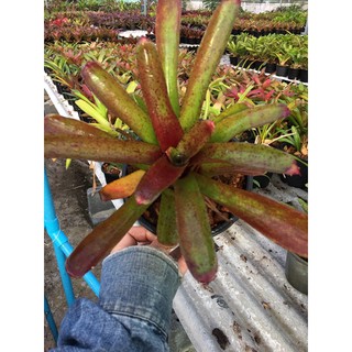 Mini Red Paper #สับปะรดสี#bromeliad# ต้นไม้สวยงาม# ไม้ประดับ# ตกแต่งบ้าน#bromeliad# ไม้ประดับ# ไม้มงคล# ขายถูก