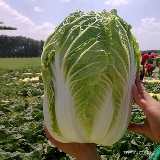 คละ สวนครัว ปลูก/เมล็ดผักกาดขาวจีน 200pcs Chinese Cabbage Seeds เมล็ดบอนสี บอนสีหายาก เมล็ดพันธ/เมล็ด เมล็ดพันธุ์ ต้น