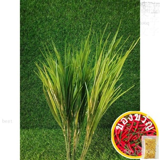 3 pcs. Artificial Grass Plant向日葵/苹果/花园/通心菜/鲜花/帽子/内裤/玫瑰/香菜/文胸/ RDGI
