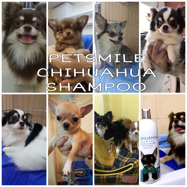 Petsmile Chihuahua Shampoo and Conditioner 550ml (แชมพูชิวาวา ผสมคอนดิ