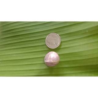 กระเทียมโทน หัวใหญ่ จากบ้านสวน  หัวเท่าเหรียญ 5 บาท    กิโลละ 149 บาท