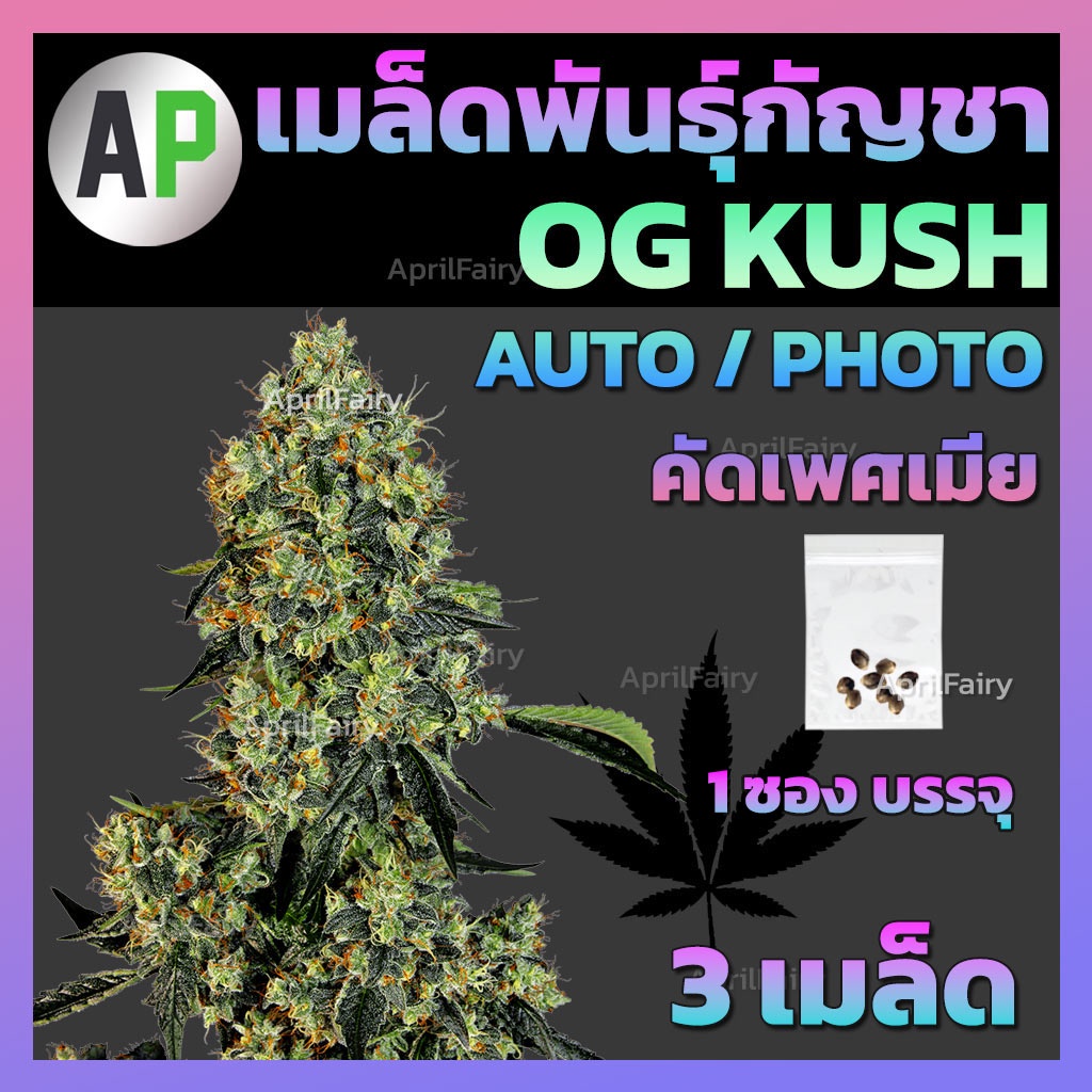 [♀️คัดเพศเมีย] เมล็ดกัญชา โอจีคุช ออโต้ / โฟโต้ เมล็ดพันธุ์กัญชาโอจี คุช OG Kush Auto / Photo สายพัน