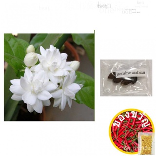 arabian jasmine jasminum sambac flower plant seeds鲜花/头饰/母婴/上衣/种子/帽子/男装/裙子/芹菜/儿童/ J1EI