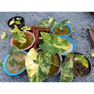 colocasia yellow splash บอนนาญี่ปุ่นด่าง *มีของแถมทุกคำสั่งซื้อ*
