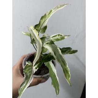 เงินไหลมา T25 เงินไหลมาด่าง ไม้สะสม ไม้หายาก  Syngonium Ngern Lai Ma variegata อยู่ในกระถาง 4 นิ้ว