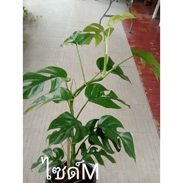 มอนสเตอร่าจินนี่ ,มอนจินนี่ด่าง กระถาง 4-8นิ้วรากเดินดีแล้ว# Mini Monstera