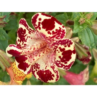 เมล็ดพันธุ์ มิมิวลัส / ไทเกอร์ มังกี้ mimulus tigrinus tiger monkey 400 เมล็ด เมล็ดพันธุ์นำเข้าจาก อังกฤษ