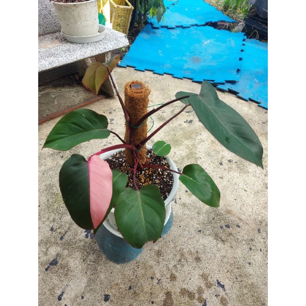 Philodendron Pink Princess      