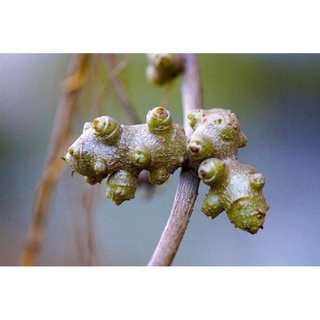 Madeira Vine/หวายเจ็ดTuber Seeds 2pcs in SGพาสต้า/มะละกอ/แม่และเด็ก/ดอกไม้/ดอกทานตะวัน/กระโปรง/สร้อยข้อมือ/เสื้อ/หมวก/ผั