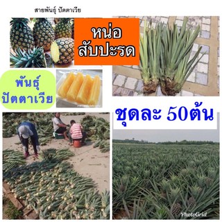 [ชุดละ50ต้น] สับปะรดปัตตาเวีย หน่อสับปะรดพันธุ์ปัตตาเวีย ต้นสับปะรด,หน่อสับปะรด พันธุ์ปัตตาเวีย