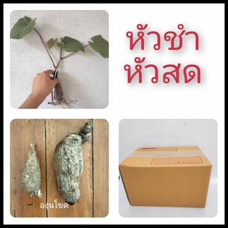 องุ่นโขด หัวสดและชำให้เลือก โขดองุ่น องุ่นป่า ไม้โขด มินิมอล