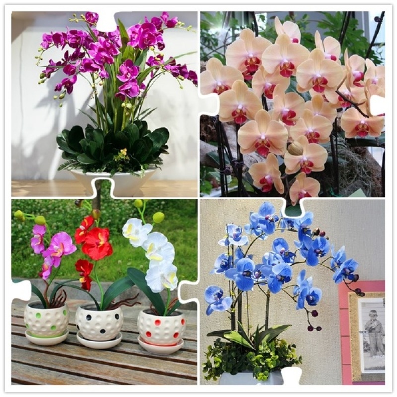 100 Pcs Phalaenopsis Orchid Seeds Mixed 22 Types Balcony Garden Potted Bonsai Plants Flower Seed - S