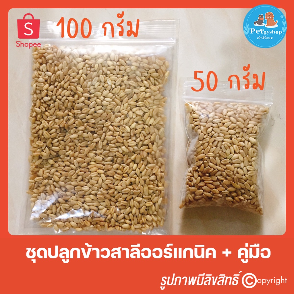 ชุดปลูกต้นข้าวสาลีอ่อนออร์แกนิคสำหรับสุนัข แมว กระต่าย และสัตว์เลี้ยง