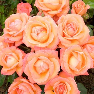 25เมล็ด เมล็ดกุหลาบ อังกฤษ พันธุ์เลื้อย สีส้ม กุหลาบหนู Rose seeds