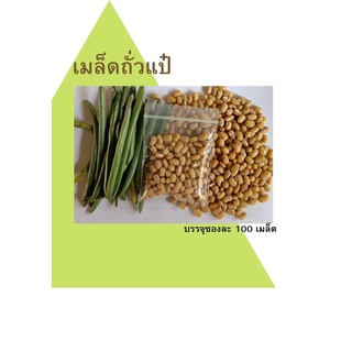 เมล็ดถั่วแป๋ เมล็ดมะถั่วแป๋ 100 เมล็ด 20 บาท