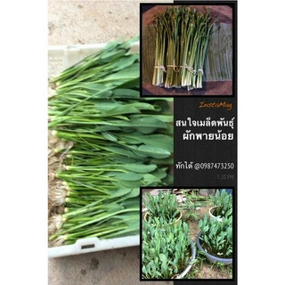 ผักพายน้อย เมล็ดพันธุ์ผักพายน้อย ขนาดทดลอง 1000 เมล็ด เมล็ดพันธุ์ ปลูกง่าย ทนต่อโรค เก็บจากต้นแก่เต็มที่ มีบริการเก็บเงิ