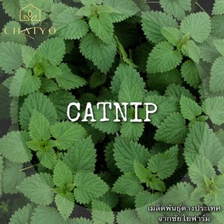 เมล็ด CATNIP และ เมล็ดสมุนไพรออร์แกนิค Herbs Seeds