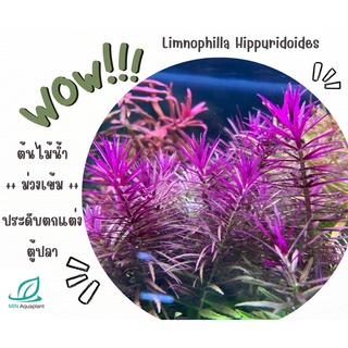 ต้นไม้น้ำ Limnophilla Hippuridoides 3 กิ่ง 100 ใบหยักสีม่วงอมชมพู ต้นไม้น้ำ ต้นไม้ปลูกในตู้ปลา ไม้น้ำในตู้ปลา
