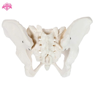 Female Anatomy Pelvis Pelvic Skeleton Throat Anatomical Model FXRY