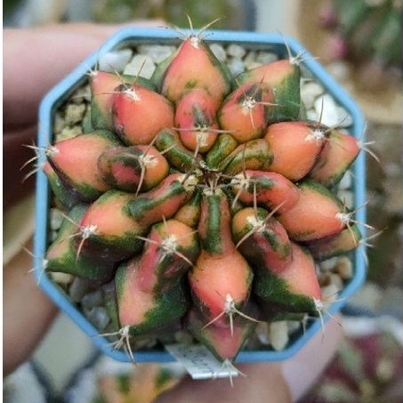 Cake Cactus Farm กระบองเพชร Gymnocalycium mihanovichii ' Red Dragon ' ยิมโนด่าง เรดดราก้อน