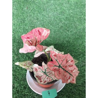 บอนสีชมพู หายาก บอนสี บอนด่าง บอนสตอเบอรี่ strawberry pink caladium thailand ต้นไม้มงคล ต้นไม้หายาก ไม้ด่าง ไม้สีชมพู