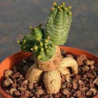 นักกล้าม Euphorbia Pseudoglobosa ขนาด 2-3 เซน